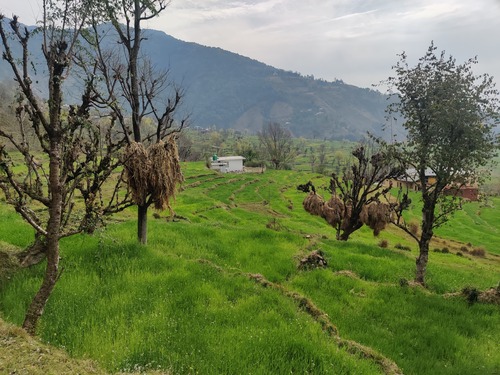 beautiful fields in bir