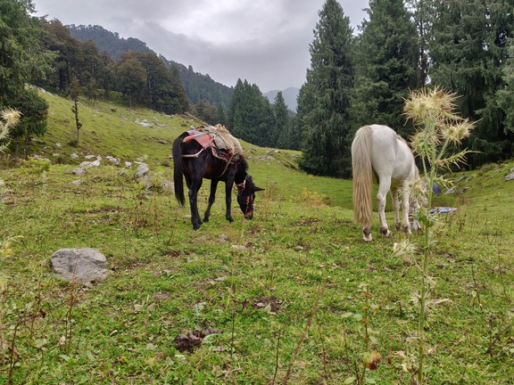 Horse on the hike to Thamsar Pass