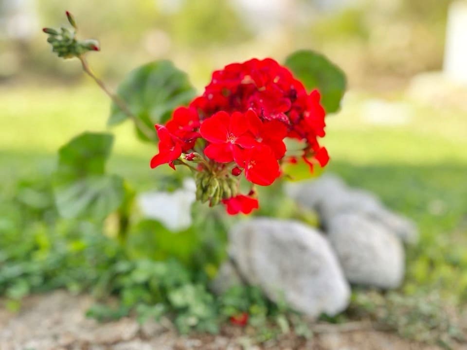 Garden with Mountain View